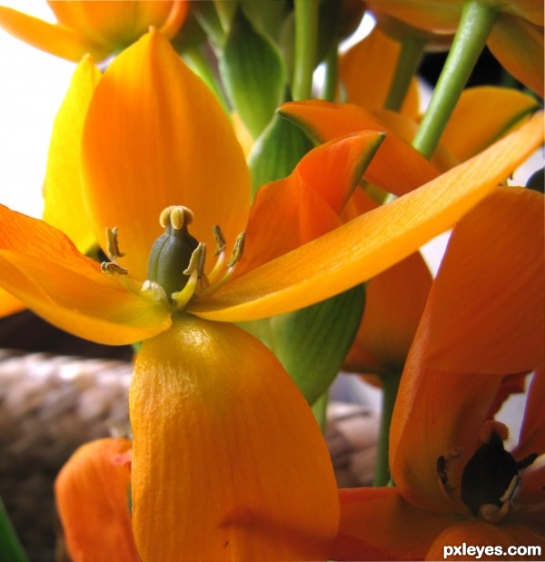 Orange Flower